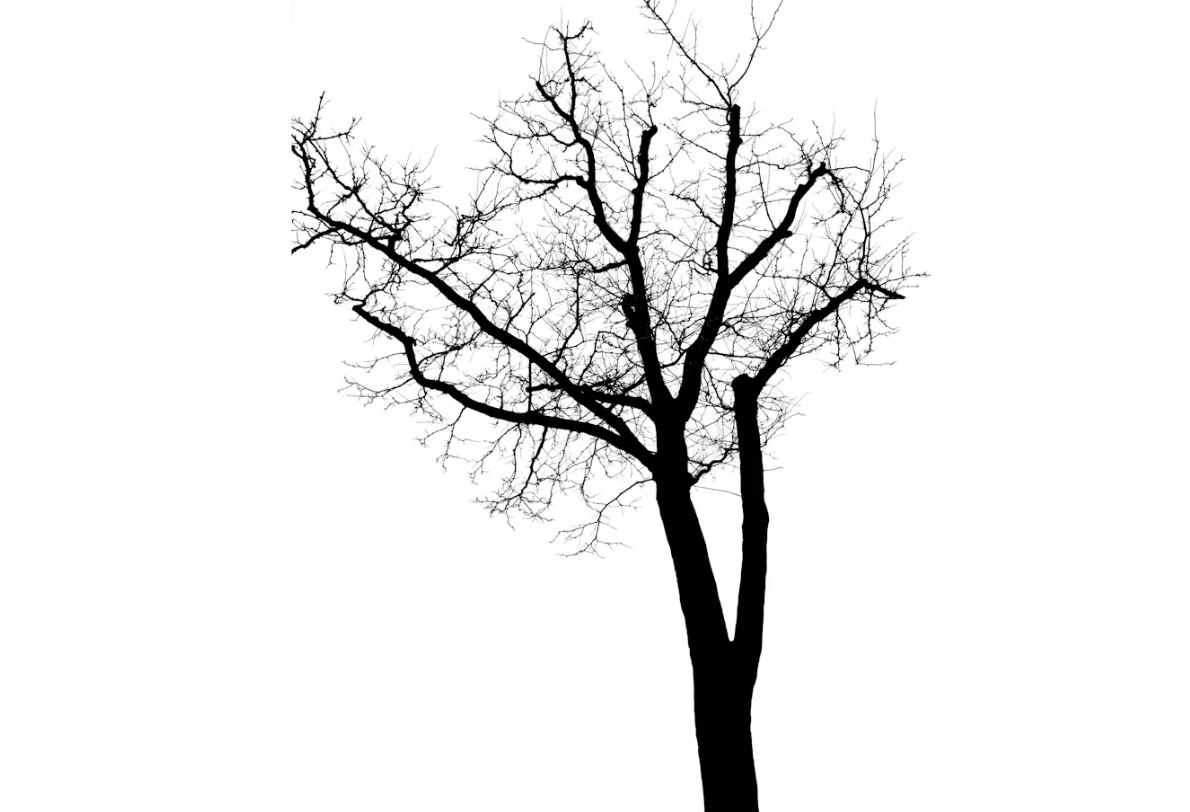 A bare tree with many branches growing from a single trunk - a metaphor for the multipassionate ADHD entrepreneur whose many projects all grow from one core